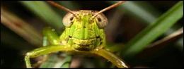 Grasshoppers & Beetlebugs